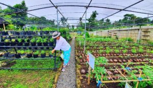 Vita isola leisure farm in loon bohol philippines 2